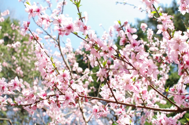 アーモンドの花